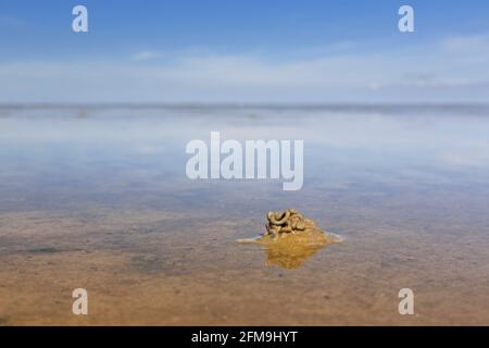 Europäischer Lugwurm/Sandwurm (arenicola Marina) Abguss von entleckten Sedimenten am Strand bei Ebbe Stockfoto