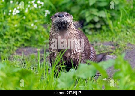 Eurasischer Otter / Europäischer Flussotter (Lutra lutra) An Land am Flussufer / Flussufer im Frühjahr Stockfoto