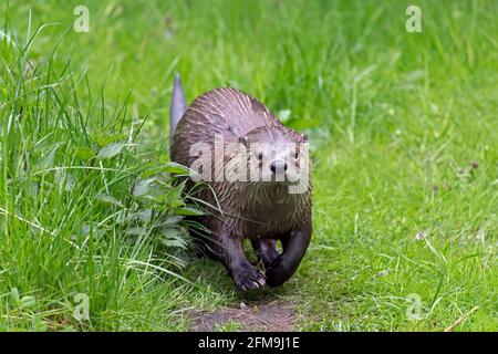 Eurasischer Otter / Europäischer Flussotter (Lutra lutra) Über Land in Wiese / Grasland am Flussufer laufen / Flussufer im Frühling Stockfoto