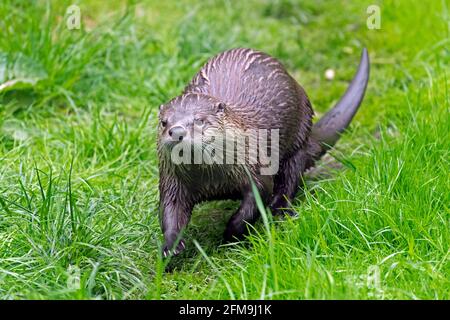 Eurasischer Otter / Europäischer Flussotter (Lutra lutra) Über Land in Wiese / Grasland am Flussufer laufen / Flussufer im Frühling Stockfoto