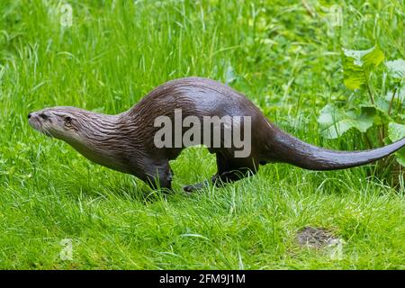 Eurasischer Otter / Europäischer Flussotter (Lutra lutra) Über Land in Wiese / Grasland am Flussufer laufen / Flussufer im Frühling Stockfoto