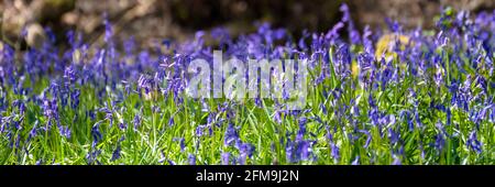 Eine Menge Bluegells, die von Frühlingssonne erleuchtet werden Stockfoto