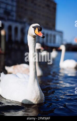 Schöne weiße Schwäne schwimmen auf der Alster Canal in der Nähe der City Hall in Hamburg. Stockfoto