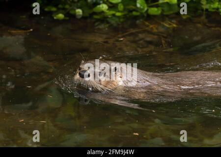 Eurasischer Otter / Europäischer Flussotter (Lutra lutra) Schwimmen im Wasser von Bach / Bach im Wald in Feder Stockfoto