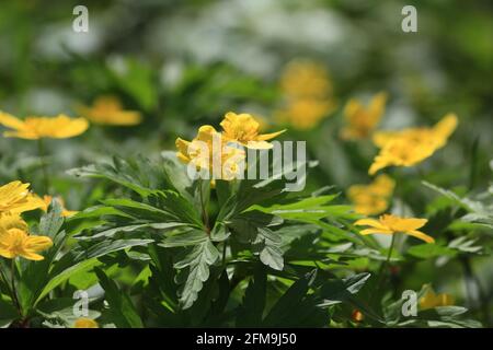 Anemonoides ranunculoides, Yellow Anemone, Yellow Wood Anemone. Gelbe Blumen Hintergrund. Frühling Blumen gelb-grünen Hintergrund. Stockfoto