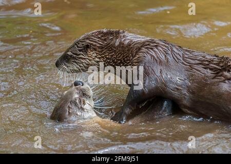 Zwei eurasische Otter / Europäische Flussotter (Lutra lutra) Spielen / Spielen Kampf im Wasser von Bach / Bach Im Frühling Stockfoto