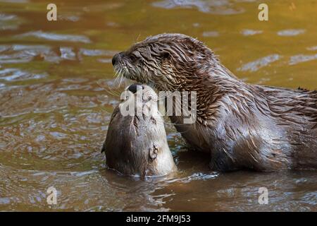 Zwei eurasische Otter / Europäische Flussotter (Lutra lutra) Wir grüßen uns gegenseitig im Wasser des Baches/Baches Feder Stockfoto