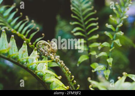 Farn Fiddlehead entfaltet sich mit selektivem Fokus in neuem Blatt. Stockfoto