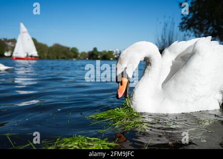 Schöner süßer weißer Grazie-Schwan an der Alster an einem sonnigen Tag. Weißes Vergnügen Segelboot im Hintergrund. Hamburg, Deutschland. Stockfoto