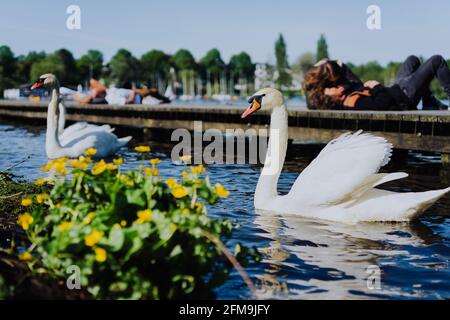 Paar Gnade Gnade weiße Schwäne auf der Alster. Nicht erkennbare Paar küssen auf Pier im Hintergrund an einem sonnigen Tag. Hamburg. Stockfoto