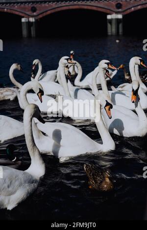 Gruppe wunderschöner weißer Schwäne, die auf dem Alster-Kanal in der Nähe des Hamburger Rathauses schwimmen. Stockfoto