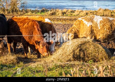 Rinder füttern auf Heu neben einem Zaun in einem schwer Weidete Feld in Schottland Stockfoto