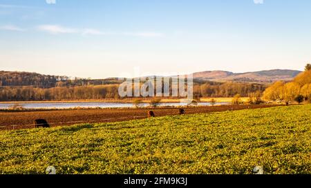 Kühe füttern auf Grünkohl entlang der Zaunlinie eines stark beweideten Feldes in der Kirkcudbright Bay, mit St.Mary's Isle im Hintergrund, Dumfries und Galloway Stockfoto