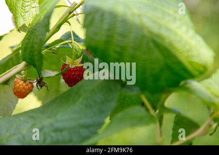 Himbeeren, bio, Garten, Anbau, Sommer, Selbstversorgung, grün, rot, Farbfotografie, Stillleben, Gesund Stockfoto