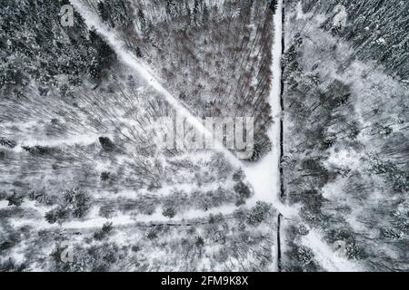 Der Wald lokally bekannt als Hopelser Wald bedeckt mit Schnee Stockfoto