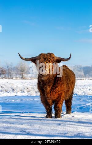 Hochlandrinder auf einer schneebedeckten Wiese in Eastfrisa Stockfoto