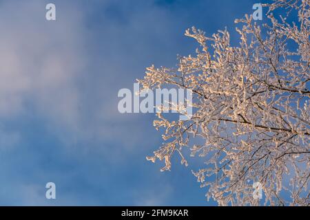 Sonnenaufgang in Wiesmoor, Eastfrisa an einem kalten Wintermorgen mit Schnee und einem bunten Sonnenaufgang. Stockfoto