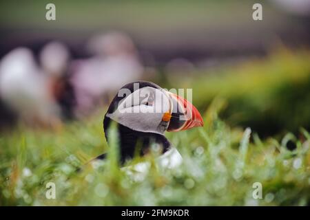 Puffin Kolonie auf Staffa Island Stockfoto