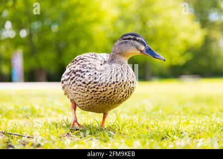 Weibliche Henne Mallard Ente, anas platyrhynchos, niedrige Ebene Blick auf die Kamera. Stockfoto