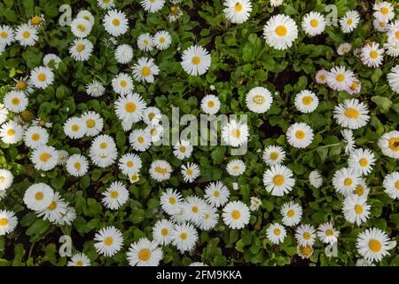 Schöne Wiese im Frühling, blühende Gänseblümchen mit weiß-gelben Blüten und grünem Gras Stockfoto