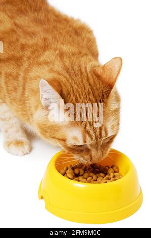 Rote Katze frisst ihr Futter aus einer gelben Schüssel auf einem weißen Boden. Stockfoto