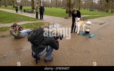 NATIONALE MARKTEINFÜHRUNG VON CRUFTS 2007 im NEC Birmingham 8th. - 11th. März statt. Fotoanruf im Green Park in London. Hahn der Japaner Akita Inu fotografiert mit dem Crufts Trophy pic David Sandison Stockfoto