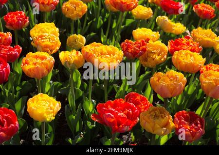 Tulipa 'Yellow Pompenette' doppelte späte Tulpe. Stockfoto