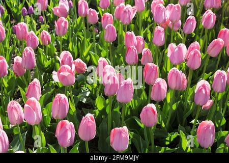 Tulipa „Mystic Van Eijk“ Darwin Hybrid-Tulpe. Stockfoto