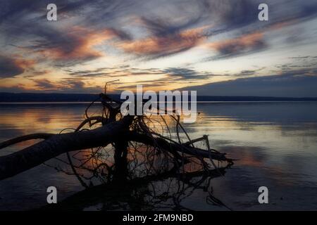 Treibholz im Abendlicht am Ostufer des Ammersee, Fünfseenland Stockfoto