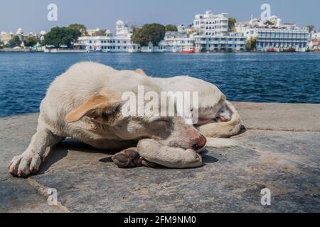 Streunender Hund am Ufer des Sees Pichola in Udaipur, Bundesstaat Rajasthan, Indien Stockfoto