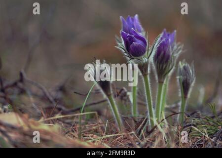 Eine Gruppe violetter Paskelblüten mit ungeöffneten flauschigen Knospen im Wald im Frühling. Pulsatilla patens oder östlicher Paspelblüher oder ausbreitende Anemone. Stockfoto