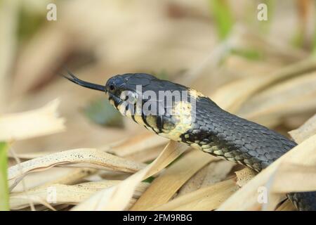 Der Kopf einer Grasschlange mit einem gelben Auge und gelben Flecken auf dem Hautmuster. Natrix natrix im trockenen Gras. Seitenansicht. Nahaufnahme. Stockfoto