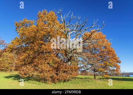 Eiche in Bernrieder Park, Bernried, Oberbayern, Bayern, Süddeutschland, Deutschland, Europa Stockfoto