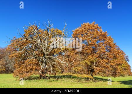 Eiche in Bernrieder Park, Bernried, Oberbayern, Bayern, Süddeutschland, Deutschland, Europa Stockfoto