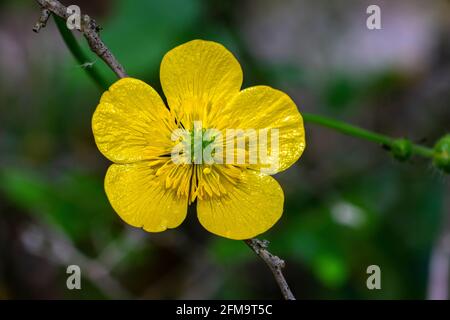 Gelbe Blume von schleichenden Butterblumen, Ranunculus repens, im botanischen Garten von Sorgenti del Cavuto. Abruzzen, Italien, Europa Stockfoto