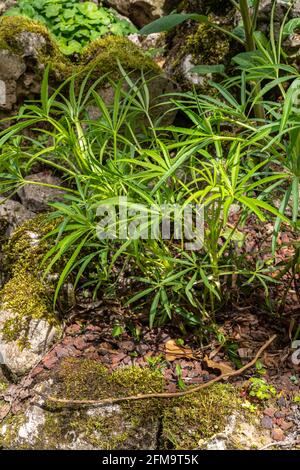 Die stinkende Hellebore-Pflanze, Helleborus foetidus, gehört zur Familie der Ranunculaceae. Abruzzen, Italien, Europa Stockfoto