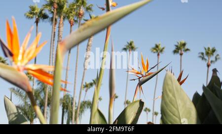 Palmen in Los Angeles, Kalifornien, USA. Sommerliche Ästhetik von Santa Monica und Venice Beach am Pazifischen Ozean. Strelitzia Vogel der Paradiesblume. Die Atmosphäre von Beverly Hills in Hollywood. LA Vibes. Stockfoto