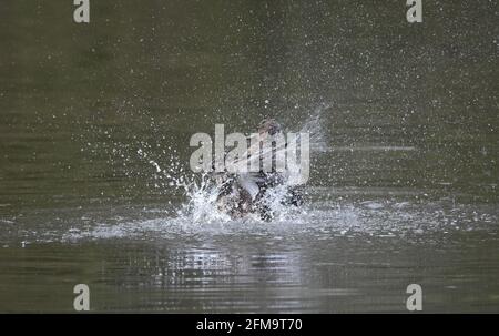 Weibliche Stockente, die im Wasser spritzt und sich wäscht Stockfoto