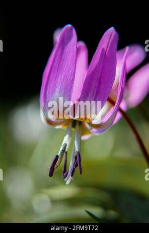 hahnentritte violett schöne Frühlingsblume, die nicht gesät comen ist In schweden Stockfoto