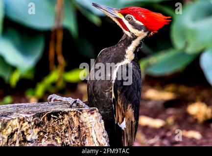 Pileated Woodpecker am unteren Rand des Gartens Stockfoto