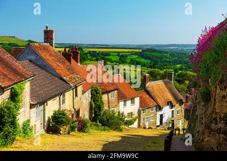 Shaftesbury, Dorset, sonnenverwöhnte Cottages auf dem legendären Gold Hill, wo Ridley Scott den berühmten Hovis-Werbespot drehte Stockfoto