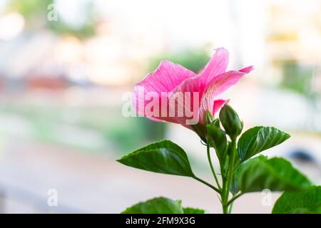 Rosafarbene Hibiskusblüte mit ihren Blättern. Differentialfokus verwendet. Stockfoto