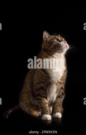 Große graue Katze sitzt auf einem schwarzen Hintergrund Stockfoto