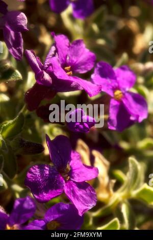 Aubrieta – dr. Maultiere variegate, blühend in strahlendem Frühlingssonne Stockfoto