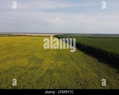 Bäume in der Nähe eines Feldes von Sonnenblumen, Luftaufnahme. Der Himmel über den Feldern der Farm ist klar. Stockfoto