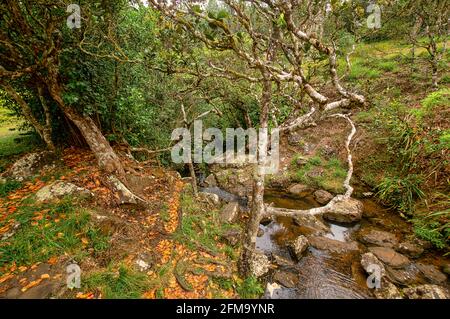 Kleiner moosiger Bach mit Holzbäumen und Orangenblättern auf der Insel Mauritius. Stockfoto