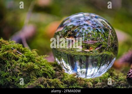 Lensball im Wald auf einem Stumpf mit Moos. Glas - ein Material, Konzepte und Themen, Umwelt, Natur. Schöne Spiegelung der Zapfen, Märchenwald in süddeutschland Stockfoto