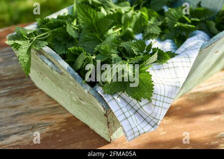 Brennnessel als Heilpflanze: Eine Holzschale mit frischen Brennnesseln Stockfoto