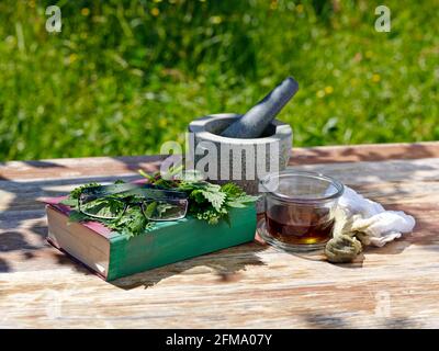 Brennnessel als Heilpflanze: Stillleben mit Brennnesseln, einem Buch, Lesebrillen, Mörser, Käseschlauh und Brennnesselfond Stockfoto