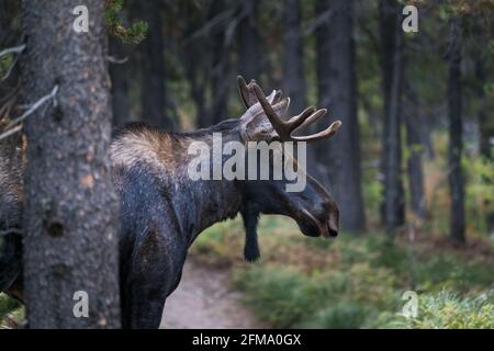 Junge Bullenelche mit kleinen Geweihen beim Spaziergang im Wald des Glacier National Park, Montana, USA. Majestätische Alces alces in seinem natürlichen Lebensraum. Wildlif Stockfoto